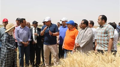 محافظ الوادي الجديد يشهد حصاد مزرعة بحثية لتقييم سلالات القمح في الداخلة