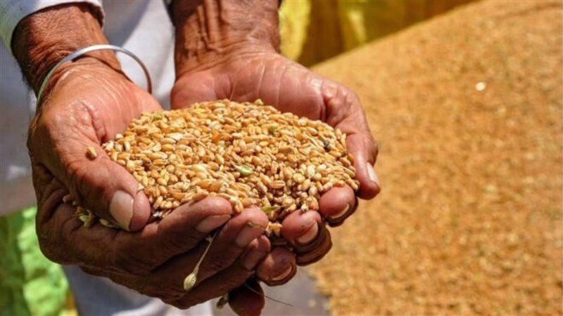 موسم توريد القمح
