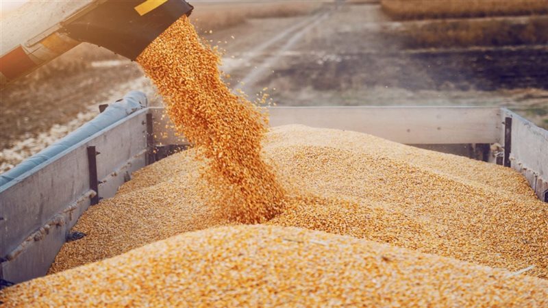 موسم توريد القمح