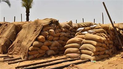 المنيا: توريد أكثر من 340 ألف طن من القمح بالشون الحكومية