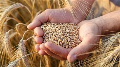 الحكومة تحدد سعر أردب القمح لموسم 2024-2025