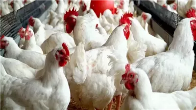 انخفاض أسعار الفراخ البيضاء بـ الأسواق المصرية