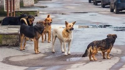 ضبط المتهمين بالتعدي على الكلاب بالأسلحة في الإسكندرية