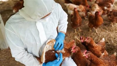 بعد تسجيل أول حالة إنفلونزا الطيور: الأعراض والأسباب التي يجب أن تعرفها