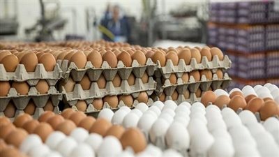 استقرار أسعار كرتونة البيض في الأسواق المحلية اليوم السبت