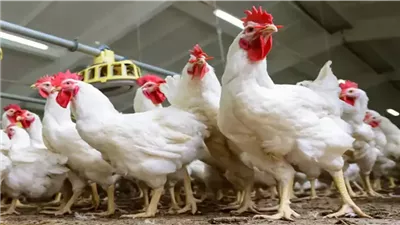  أسعار الدواجن والبيض في سوق اليوم السبت 11 أكتوبر