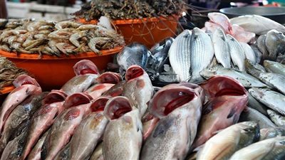 استقرار أسعار الأسماك اليوم في مصر.. والبلطي بين 110 و115 جنيها