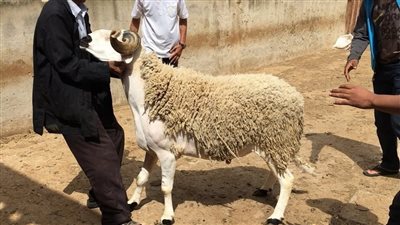 مشاهد مهينة في عيد الأضحى.. الأمن يجر الأغنام من منازل المواطنين بالمغرب