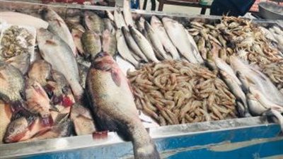 استقرار أسعار الأسماك في الأسواق المصرية اليوم الأثنين