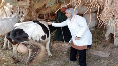 غدا.. الجيزة تبدأ الحملة القومية للتحصين ضد الحمى القلاعية والوادي المتصدع