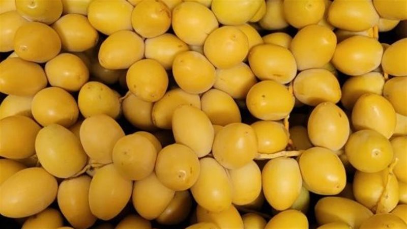 البلح البرحي 