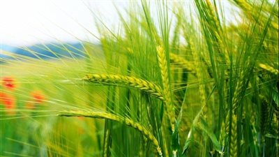 وزير الزراعة.. قفزة 10% في إنتاج القمح هذا العام