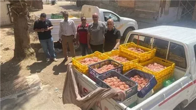 ضبط 700 كيلو فراخ غير صالحة للاستهلاك في حملة رقابية ببني سويف